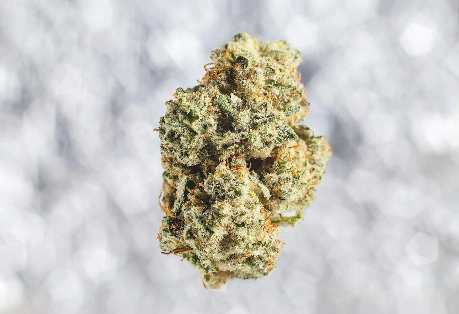 close up shot of cannabis