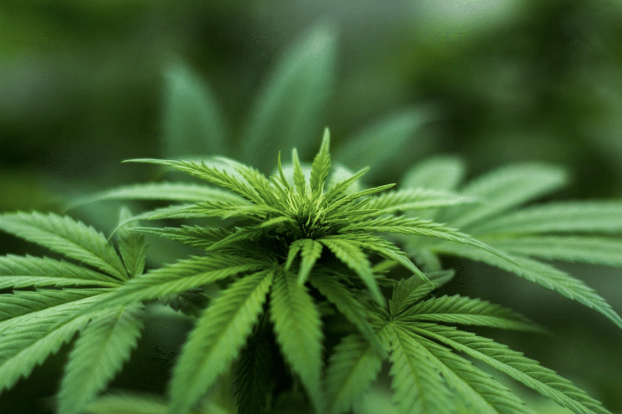 marijuana plant