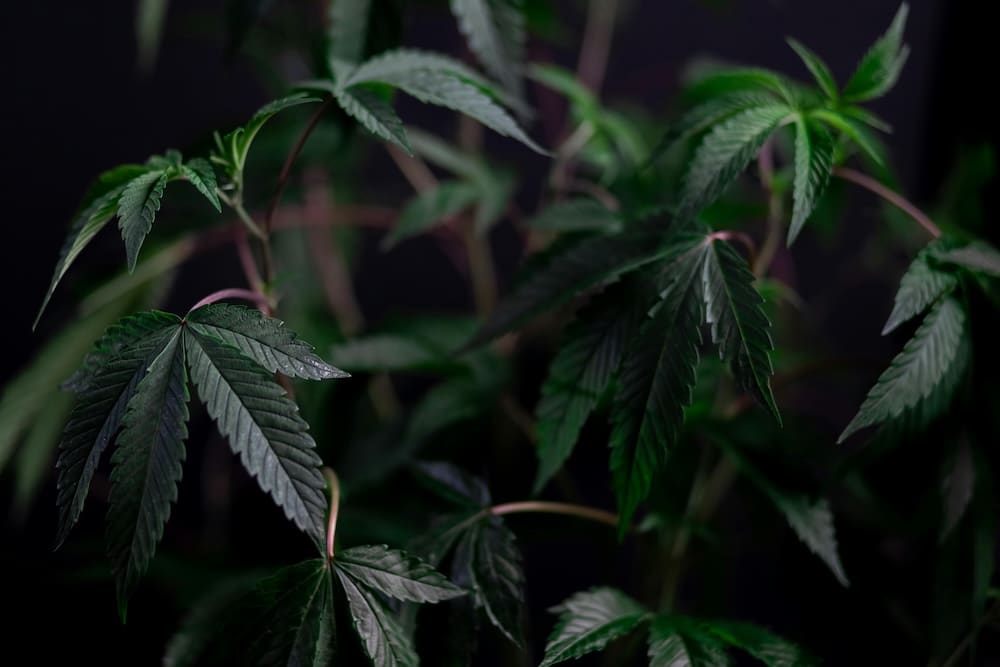 marijuana plant leaves